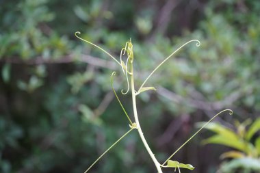 Botanik çekim, açık havada yetişen küçük bitkilerin doğal duvar kağıdı. 