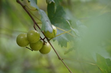Ağaçta yetişen yeşil üzümler, yiyecek meyveleri 
