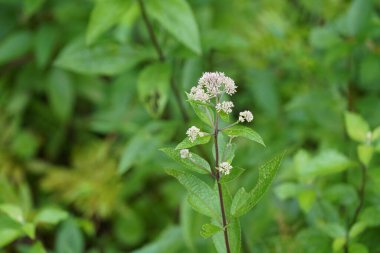 Sık rastlanan kemik seti Yaz otlaklarında yetişen bitkiler 