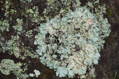 Ağaçta yetişen yeşil yosunlara yakın. 