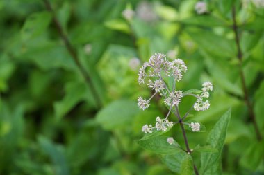 Sık rastlanan kemik seti Yaz otlaklarında yetişen bitkiler 