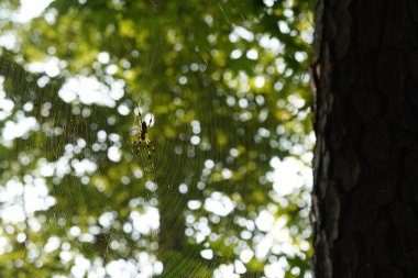 Örümcek ağı üzerine örümcek ağı doğada, Araneae vahşi yaşamı 