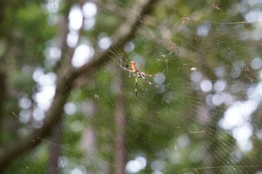 Örümcek ve bulanık arka plan, bitki örtüsü ve hayvan konsepti 