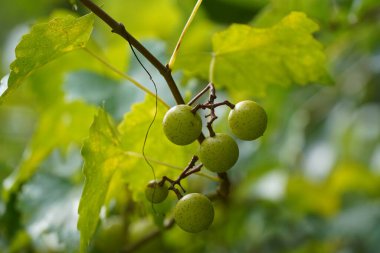 Ağaçta büyüyen yeşil olgunlaşmamış üzümler 