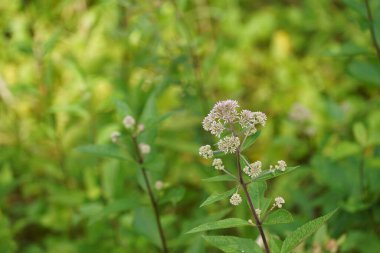 Sık rastlanan kemik seti Yaz otlaklarında yetişen bitkiler 