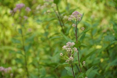 Sık rastlanan kemik seti Yaz otlaklarında yetişen bitkiler 