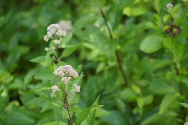 Sık rastlanan kemik seti Yaz otlaklarında yetişen bitkiler 