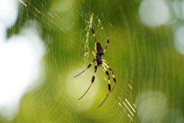 Örümceğin yakın plan görüntüsü bulanık arkaplanda