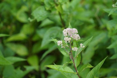 Sık rastlanan kemik seti Yaz otlaklarında yetişen bitkiler 