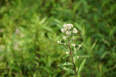 Sık rastlanan kemik seti Yaz otlaklarında yetişen bitkiler 