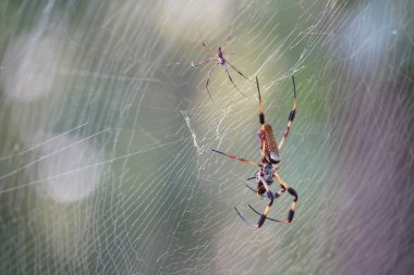 bahçe örümceği bulanık arkaplanlı web üzerinde
