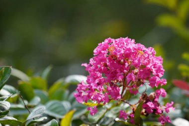 Bahçedeki güzel pembe çiçekler 