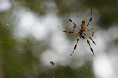 Örümceğin vahşi yaşamı bulanık arka planda