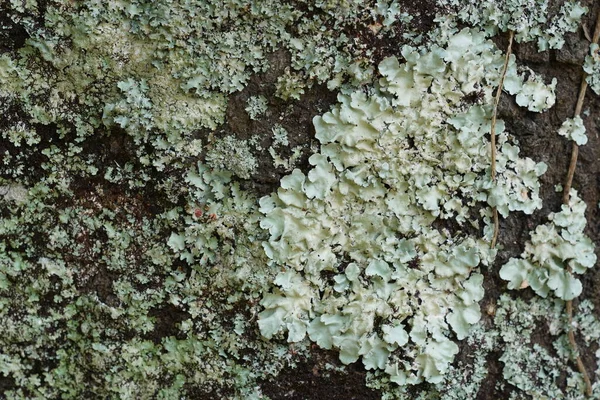Perto Crescer Musgo Verde Crescendo Árvore — Fotografia de Stock
