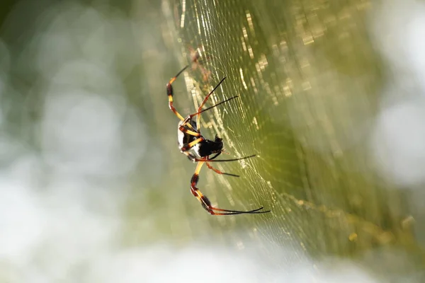Паук Паутине Природе Araneae Дикой Природы — стоковое фото
