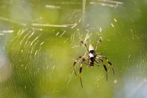 garden spider on web with blurred background