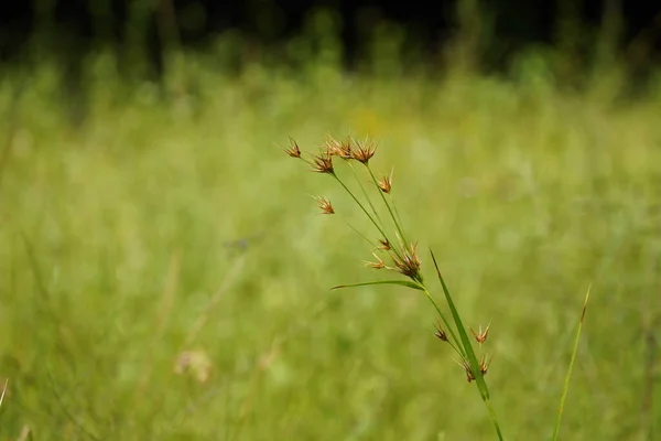 Growing Tiny Plant Outdoors Meadow Summer Season Filed — Stock Photo, Image