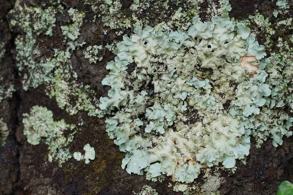 生长在树上的绿色苔藓 — 图库照片