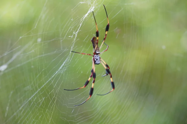 Ragno Sul Web Con Sfondo Sfocato Concetto Flora Fauna — Foto Stock