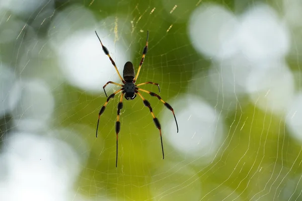 Άγρια Ζωή Της Αράχνης Στο Διαδίκτυο Θολή Φόντο — Φωτογραφία Αρχείου