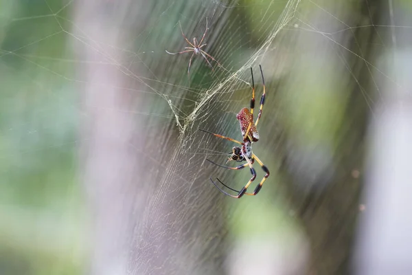 Vida Silvestre Araña Web Con Fondo Borroso — Foto de Stock