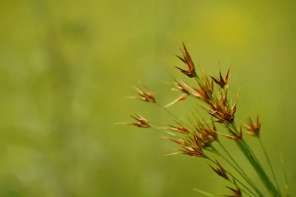 Rostoucí Drobná Rostlina Venku Louce Letní Sezóna Vyplněna — Stock fotografie