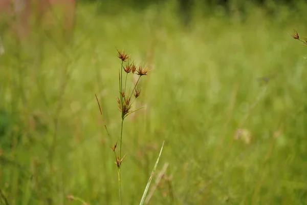 Growing Tiny Plant Outdoors Meadow Summer Season Filed — Stock Photo, Image