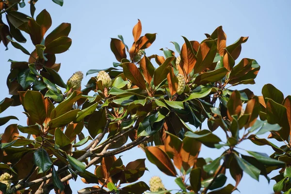 Yeşil Yapraklı Manolya Ağacı Yaz Mevsiminde Doğa Florası — Stok fotoğraf
