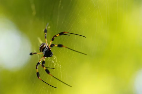 Wilde Dieren Van Spin Het Web Met Wazige Achtergrond — Stockfoto