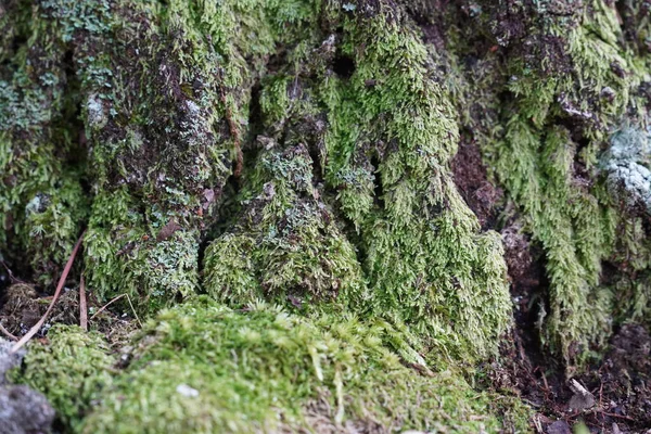 木の上で成長する緑のモスの近くで — ストック写真