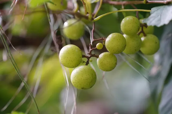 stock image green grapes growing on tree, food fruits 