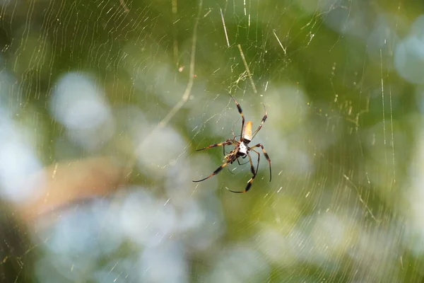 Örümceğin Yakın Plan Görüntüsü Bulanık Arkaplanda — Stok fotoğraf