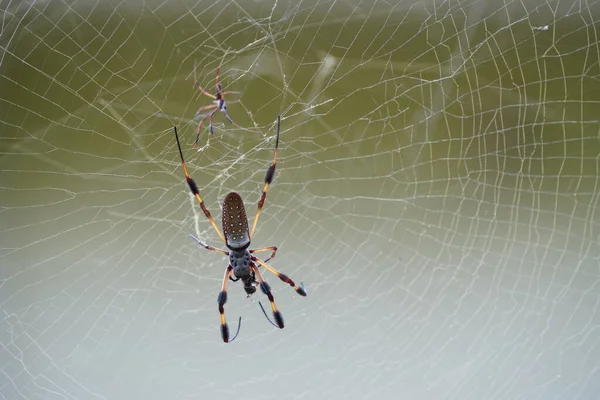 Αράχνη Ιστό Αράχνης Στη Φύση Άγρια Ζώα Araneae — Φωτογραφία Αρχείου