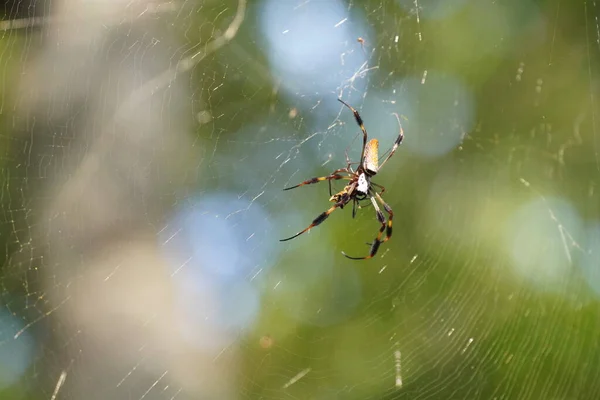 Hämähäkinverkko Luonnossa Araneae Villieläimet — kuvapankkivalokuva