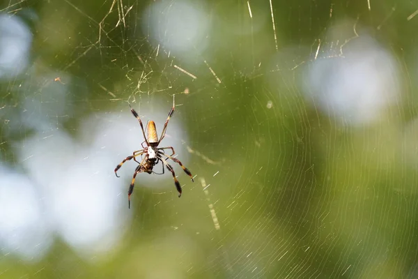 Κοντινό Πλάνο Της Αράχνης Στο Διαδίκτυο Θολή Φόντο — Φωτογραφία Αρχείου