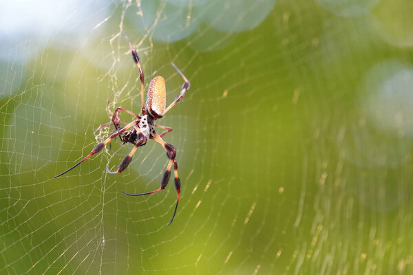 wildlife of spider on web with blurred background