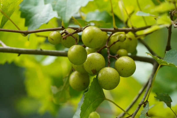 stock image green grapes growing on tree, food fruits 