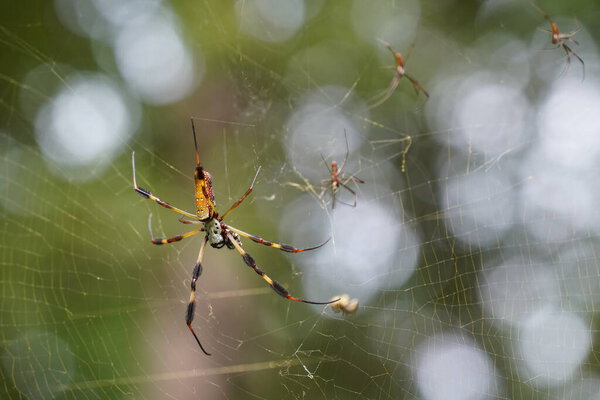 closeup shot of spider on web with blurred background