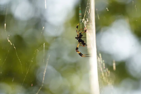 Detailní Záběr Pavouka Webu Rozmazaným Pozadím — Stock fotografie