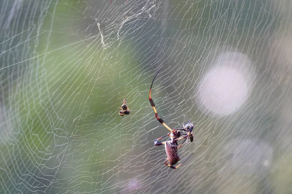 Fauna Selvatica Ragno Sul Web Con Sfondo Sfocato — Foto Stock