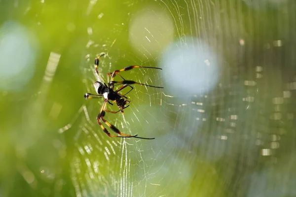 Κοντινό Πλάνο Της Αράχνης Στο Διαδίκτυο Θολή Φόντο — Φωτογραφία Αρχείου