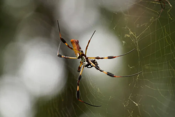 Araña Telaraña Naturaleza Vida Silvestre Araneae — Foto de Stock