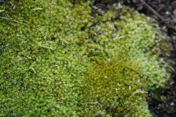 Närbild Växande Grön Mossa Sommar Flora Och Gräs Koncept — Stockfoto