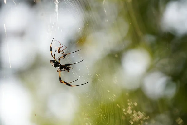 Spin Web Met Wazig Achtergrond Flora Fauna Concept — Stockfoto