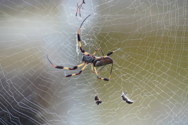 Araña Web Con Fondo Borroso Concepto Flora Fauna — Foto de Stock