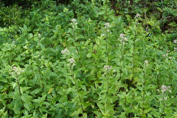 stock image Common boneset Plants growing in summer grass meadow 