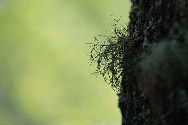 Closeup Shot Tree Trunk Moss — Stock Photo, Image