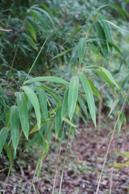 Bahçedeki yeşil yaprakların doğal görüntüsü.