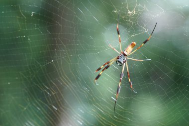 Örümcek ağındaki doğal bokeh arkaplanlı güzel örümcek.