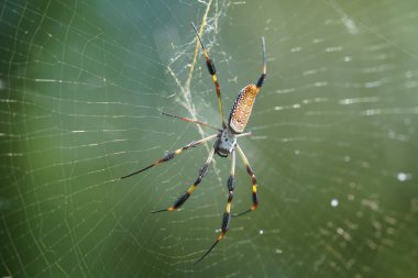 Örümcek ağındaki doğal bokeh arkaplanlı güzel örümcek.